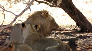 Lion with Canine Distemper &#39;&#39;Truth about lions&#39;&#39;