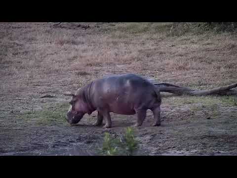 Djuma: Hippo leaving the dam heading out to graze - 17:42 - 08/08/2022