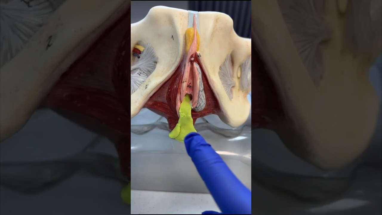 TYPES OF VAGINAL DISCHARGE #mbbs #anatomy #futuredoctor #doctor