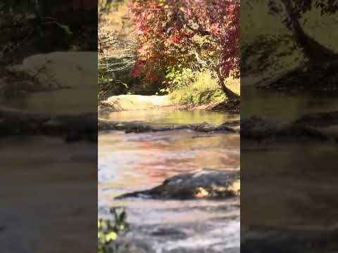 Video Thumbnail for Shinrin-yoku North Carolina spacious skies campground. #nature #river #calm #shinrinyoku #outdoors