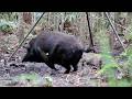 20 Bow Kills In Under 20 Minutes ULTIMATE BOWHUNTING COMPILATION