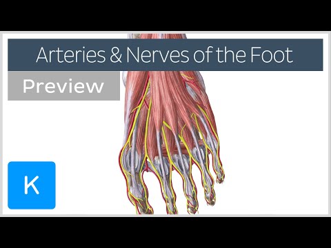 Nerves and arteries of the foot (preview) - Human Anatomy | Kenhub