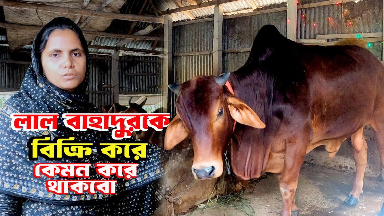 চার লাখে বিক্রি হবে লাল বাহাদুর