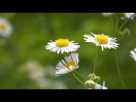 Wooden Cabins For Travelers Built On The Mountains Valley