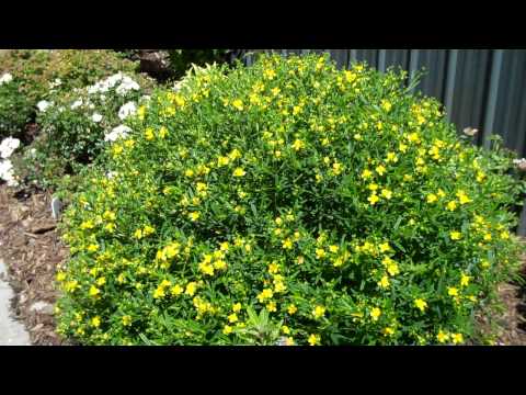 hypericum fű prosztatitis