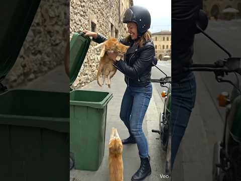 Please save the kittens #cat #kitten #rescue🐈 🧛‍♀️