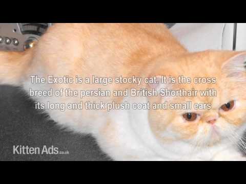 Kittenads breed guide to Exotic Cat