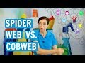 Spiderweb vs. Cobweb - What You Need to know