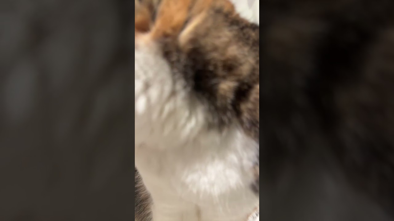 ライブ ハイライト