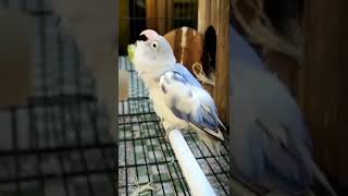 Download lagu Lovebird konslet mewah ngekek panjang😍 #shorts #lovebird #lovebirds #lovebirdkonslet mp3