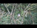 Red-footed Falcon (Falco vespertinus)