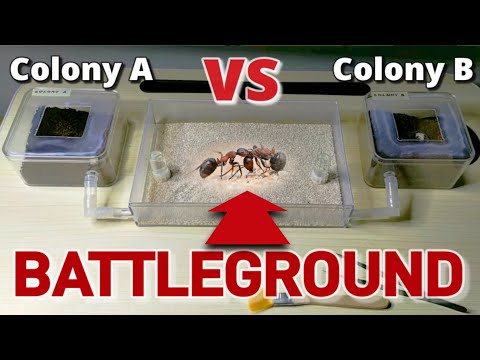 I CREATED AN ANT WAR | D colony