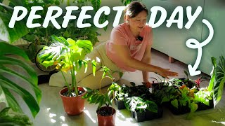 Life as a Part-time Plantparent | Potting 200+ Cuttings a Day