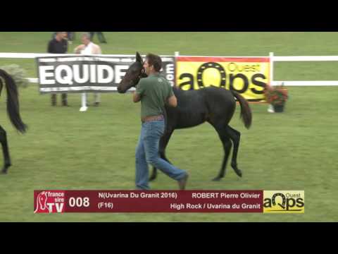 Show AQPS Le Lion 2016 : Lot 8 - N(Uvarina Du Granit 2016)