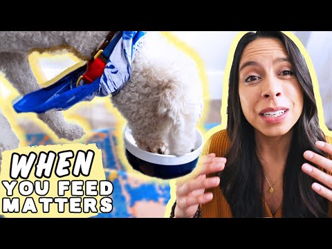 HOW TO FEED A DOG OR PUPPY CORRECTLY  🐶 How many times a day you should feed your dog