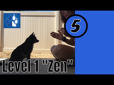 Level 1 "Zen" — Sue Ailsby Training Levels Vlog