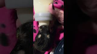 Video preview image #1 Siberian Husky-Unknown Mix Puppy For Sale in McKinney, TX, USA