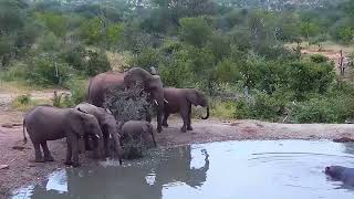 Elephant vs Hippo | Ranger Insights