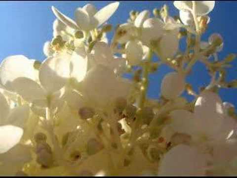 Aledory - Dijete si Moje ljubljeno