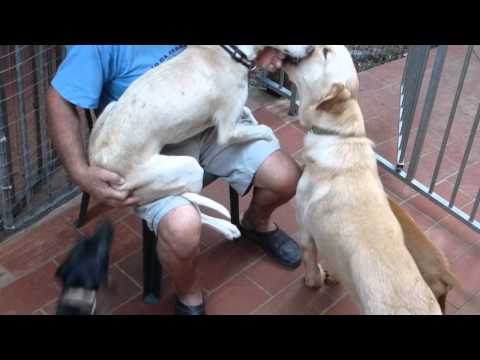 kennel met Havana,Nuno,Kody en Fawlty