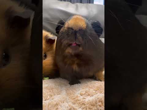relaxing guinea pig moment short