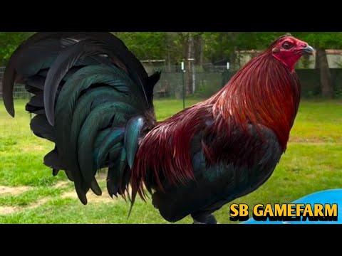 Penny Hatch Grey Kelso - SB FARM