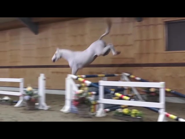 Color Rich vh Beeckhof Z (half brother of the mother)