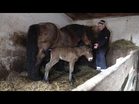 Caii lui Cipri de la Borsa, Cluj - 2023 Nou!!!