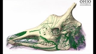 Giraffe - CT scan-based visualization of skull and head blood vessels