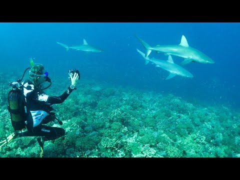 I've never seen this many sharks!! Sailing Vessel Delos Ep. 135