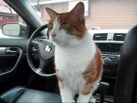 Cute Sneezing cat goes to vet