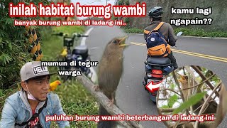 Download lagu This is the place/habitat of wambi, more than 10 wambi are in this location mp3