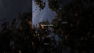 Download lagu Ariana Grande - Supernatural ( lyrics visualizer ) status @lyrics mp3