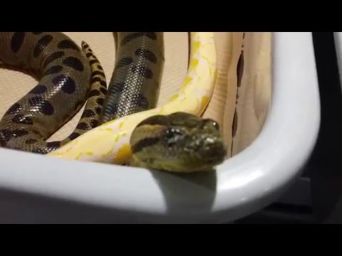 Update on Green Anaconda and Reticulated Python!