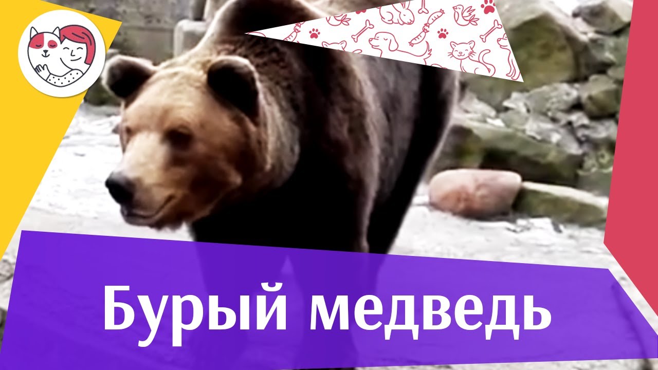Бурый медведь Места обитания на ilikepet