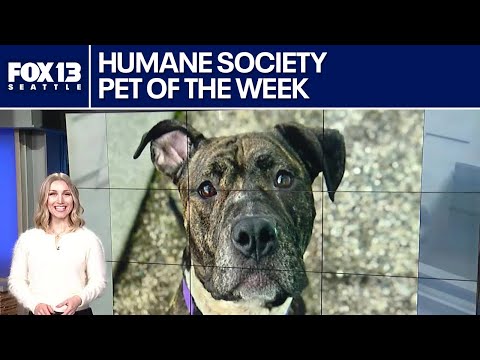Pet of the Week: Lavinia - YouTube