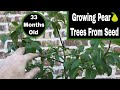 How To Grow Pear Trees From Seed - 33 Months Old!