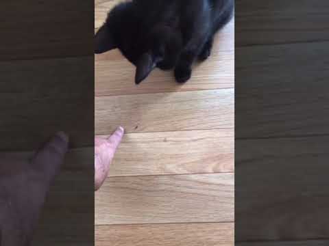 Meet Our cat 😺 - Name- Suji's-حلوا activities . by Tahira Iqbal, 4 June 2023, Western Australia.