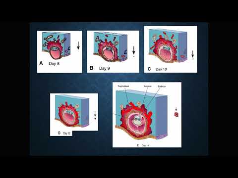 Segunda semana do desenvolvimento pré natal