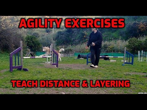 How to Teach Dog Agility Exercises for Distance Handling Using a Pinwheel /Train Siberian Husky Dogs