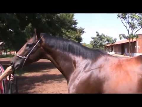 HAZARD - leilão 2015