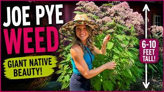Why You Should Plant Joe Pye Weed | This GIANT Native Plant Does It All!