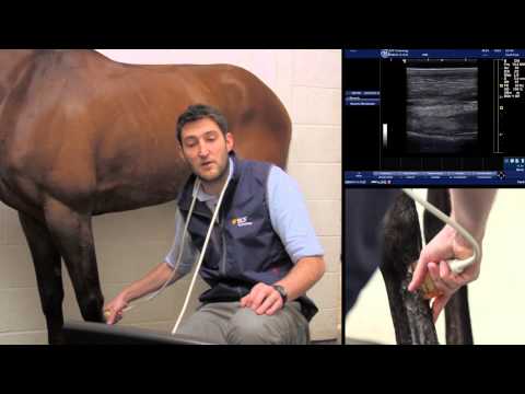 IMV imaging Ultrasonography of the Distal Limb video 7 - The proximal metacarpus - longitudinal