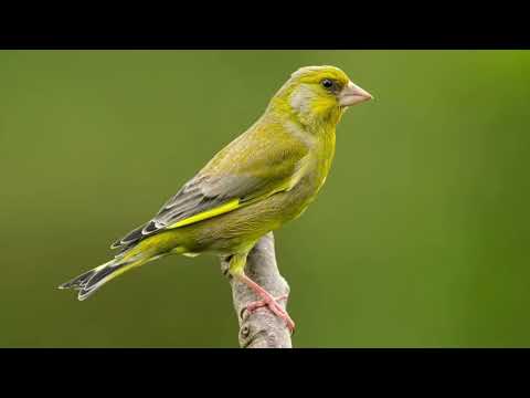 Greenfinch call