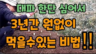 대파 한단 심어서 3년간 계속 먹을수있는 비법!! 꿀팁 공개!!#대파농사 #대파심기 #대파뿌리삽목 #대파집에…