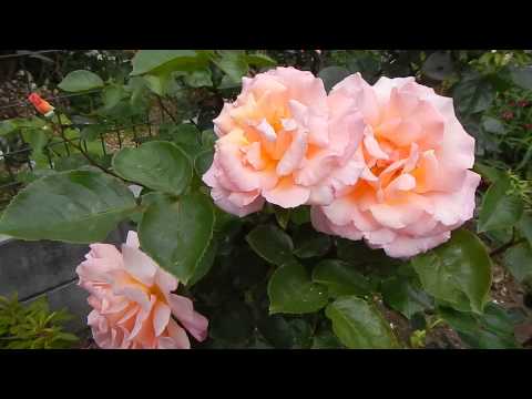 つるバラ「コンパッション」 植物