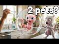 I Got Mew Mewtwo Pokémon Pets In Real Life