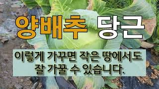 양배추 당근 이렇게 가꾸면 작은 땅에서도 잘 가꿀 수 있습니다. #주말농장 #양배추, 당근 가꾸기 #집약적 …