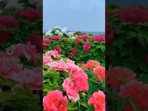 #fypシ #shorts #viral #flowers