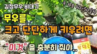 김장무우 비대기에 무를 크고 단단하게 키우려면 "이것"을 충분히 주시고 소금과 근비대제(왕대근)를 주시면 무…
